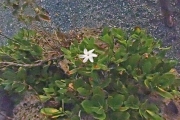 <strong>Gardenia taitensis - Ramon, Laurence - 32</strong><br />© Ramon, Laurence